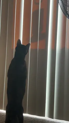 Catching hummingbird shadows #catsoftiktok #cattok #catvideo #funny 