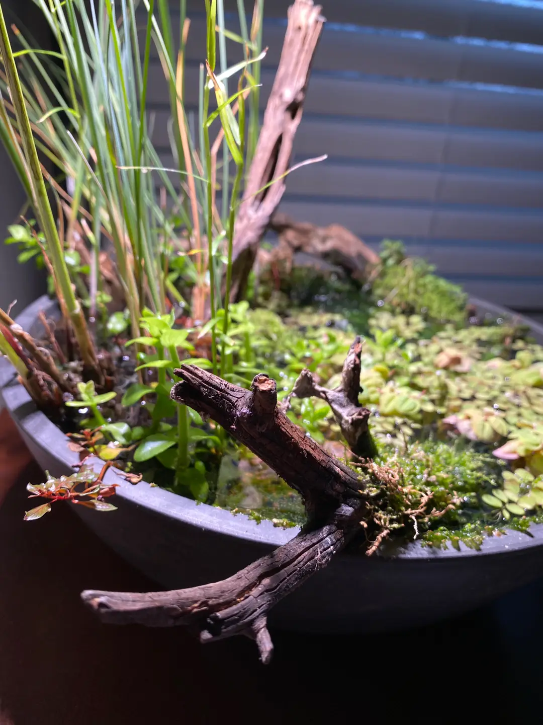 Swipe to change focus 👈  #pond #aquariumplants #fish #minipond #fishdad #granolagirl #houseplant #houseplants #aquaticplants #moss #aquascape #freshwateraquarium #fishtank #shrimpgang #medaka #driftwood 