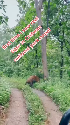 Chitwan national park ,nepal#chitwannationalpark #nepalitiktok #foryoupage #fyp 