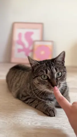 Welcome to your forever home ❤️ #cat #adoptdontshop #catsoftiktok 