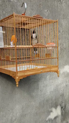 Chào mào hoà bình căng lửa <3