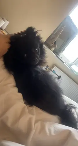 My dog any time my boyfriends around🤨