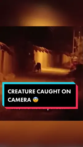 imagine seeing this in the streets at night 😨 #fyp #foryoupage #foryou #viral #kickbackcrew #podcast #podcastclips #scary #scarytiktoks #scaryvideos #scarystories #creepyvideos #caughtoncamera #creepystories #scarycreature #creature 