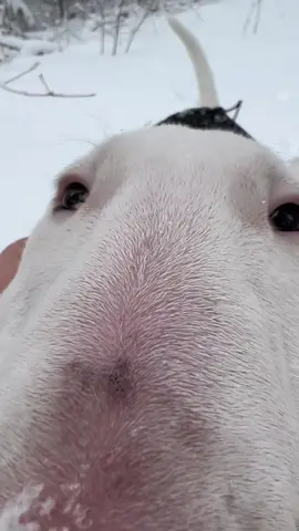 Joy’s first big snow 🥹