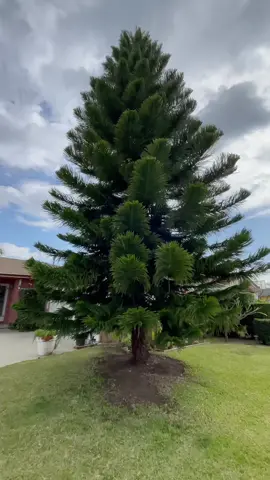Pine Tree Removal 🌲🪵✂️ . . . . . . . #landscape #landscaping #fyp #fypage #foryou #treework #treeservice #removal #maintenance #contractor #work #project #job #Outdoors #business #california #tiktok 