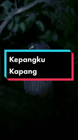 Kidung Kepangku Kapang - Sindy Purbawati Dj Trap Gending Jawa Tradisional Terbaru Lirik dan Terjemahan Tresno lir tirto gumanti dahono Dadyo angenku saben dalu #dj #kepangkukapang #tresnolirtirto #tresnoliyane #sindypurbawati #sindipurbawati #nikensalindry #nikensalindri #enisagita #enysagita #dikesabrina #lagoerakjat #liriklagu #jaranan #lagujawa #gendingjawa #langgamjawa #uyonuyon #campursari #kidungjawa #djremix #remix #rimex #lagujawa #capcut #capcut_edit #semuapakebrimo #aquadulu #masukberanda #fyp #xyzbca 