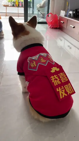 #corgi #corgipuppy #coegisoftiktok 