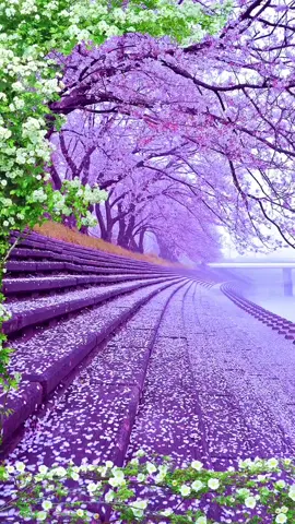 Purple fallen leaves#foryou #scenery #beautiful 