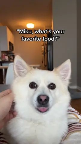 okay but her favorite is boiled chicken🤝🏼 #dogsoftiktok #pomeranian #pomeranianpuppy #rescuedog #funnydogs #dogmom #doglove 