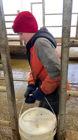 Work smarter- not harder!  He found a smarter way to carry milk to the other end of the barn! #farmlife #LearnOnTikTok #dairy #drinkmilk  #cowfarm #agtok #foryou #fyp #the_beef_boys #fypシ゚viral #cows #supportfarmers #farmtok #kids  #raisedonafarm #workhard #learning #novascotia #canada #viral #worksmarternotharder #newkidsontheblock #pepsiapplepiechallenge 