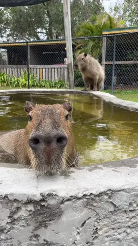 Who else thinks PJ and Penelope are the best capybara out there?? #capybara #capybaratiktok #capybarasong #pj #penelope #fyp #foryou #amazinganimalsinc 