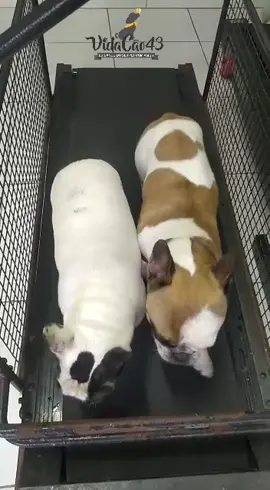 Corrida na esteira? Kkkk #esteira #bulldog #cachorro #corrida 