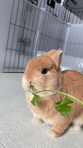 Egg eating cilantro . .  #bunny #rabbit #bunnylove  #rabbitsofinstagram #bunniesofinstagram #うさぎ #bunnies #rabbits  #bunnyoftheday #petsagram #petsofinstagram  #pet #instabunny #cute #bunniesworldwide #lapin #bunnyrabbit #bunnylife #pet #netherlanddwarf #cutebunny #rabbitstagram #bunnyfashionwear #netherlanddwarf  #netherlanddwarfbunny  #fluffy #smallanimal #pet #bunnyofinstagram #bunniesofinstagram #bunnylover #bunnylove #instabunny