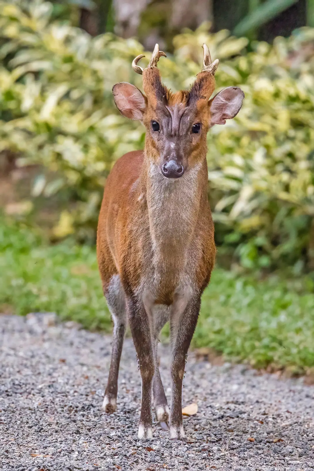 The devils reigndeer.  #wildlife#aninals#india#zyxcba#nature#