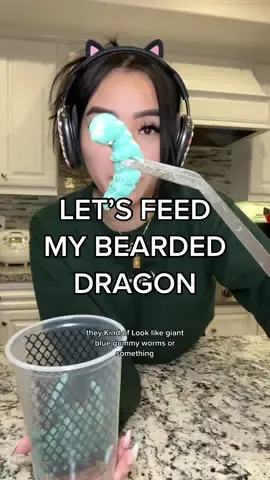 Let’s feed my bearded dragon some hornworms!🐛 #beardeddragon #hornworm #petfeeding #PetsOfTikTok 