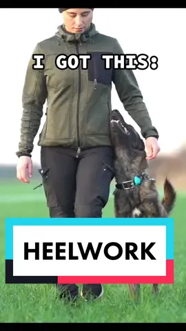 I got loads of messages about how we did our heelwork. It's a sum of finding the right method, timing, rewards etc. There's no magic button you press and *pow* your heelwork is good. It takes a lot of patience and sessions. But to me, it's ALL worth it! All my dogs knows how to heel (not necessarily using it for sports) but it's part of a bigger picture in our training. I used 4 different methods on my 4 different dogs and all of them worked out in the end. To me, getting a solid position and movement is all about muscle memory. Getting a dog that's happy to do it is all about motivation. Finding out how and when to move on to the next step is all about experimenting. And you do not need a high drive dog to do it, all breeds can walk by your side and look up (to simplify it). The way I prefer to teach it, is by luring. Luring for a long time! I trained dogs with a low food drive another way, but I'll always prefer luring if possible. But the most important thing for me, is that my dogs are happy to work. If they're not motivated, I start there before even teaching any exercises. #dutchshepherd #hollandskhyrdehund #DogTraining #dogtrainingtips #dogtrainingadvice #hundetræning #heelwork #thenvsnow #NowVSThen #beforeandafter #beforevsafter #dogsport #lydighedstræning #frivedfod #lineføring #happydoglife #dogtraininglife #dutchshepherdtraining 