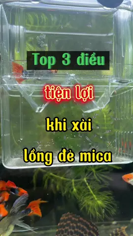 Trả lời @Tô Tô  tách đẻ bằng lồng đẻ mica công nhận quá tiện🤤#guppy #nhacabaymau #ca7mau #cabaymau #longdemica 