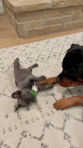 My “paw to the face” trick never works for Tiny Sister. She needs bigger paws🤣 #dozerquotes #frenchie #frenchiesoftiktok #cutedog #animalsinfluence #rottiesoftiktok #rottweiler #laughmore #puppydog 