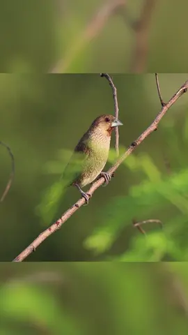 One of the most common #philippinebirds! 🐦 #philippinewildlife #wildlifeencounters #birdsoftiktok #scalybreastedmunia #wildlifeoftiktok 