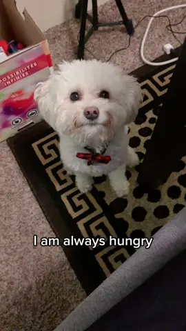 He’s always lurking by the table when we’re eating 👀 #itsme #hi #imalwayshungry #dinner #tommy #itsmehi #aussiepoo #cute #funny #dogsoftiktok #lurking #shadow #puppyeyes #feedme #hungry #cutedog #dog #dogvideos #fypシ #fyp #mondayblues 