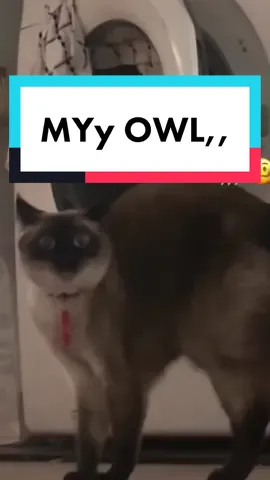 LMOA PRES 1111 IF U KNOW MINE OWL HE NAME IS,,,BABY GIRL LISA,,,((( #GenshinImpact34  #mervthepet #mervthecat 
