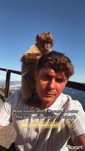 Monkey Attack in Gibraltar‼️🇬🇮 #topoftherock #gibraltar #macaque #monkey #rockofgibraltar #monkeyattack #fyp #travel #cutemonkey 
