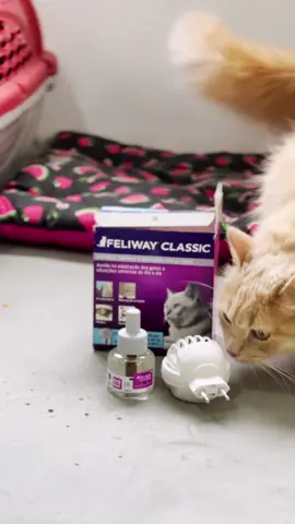 Para quem tem seus gatinhos e ainda não conhece o Feliway Classic, está mais do que na hora de conhecer.  🔌É apenas um difusor criado para evitar o estresse do animalzinho, proporcionando segurança e tranquilidade através da liberação de um ferormônio sintético que transmite a sensação de aconchego.  Totalmente atóxico, não oferece riscos e é sem odor.  🔌Você pode usa-lo nas situações de: Viagens, mudança de casa, na chegada de novos moradores, altos ruídos (como fogos de artifícios), entre outras inúmeras situações.  #feliway #gatos #pet #petshop #difusor #difusorparagatos #aconchego #emocaoanimal 