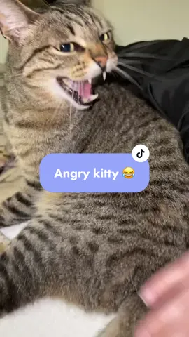 The hiss at the end 😂 #hisscat #cathissing #angrycatsound #angrycatsoftiktok #madcatsounds 