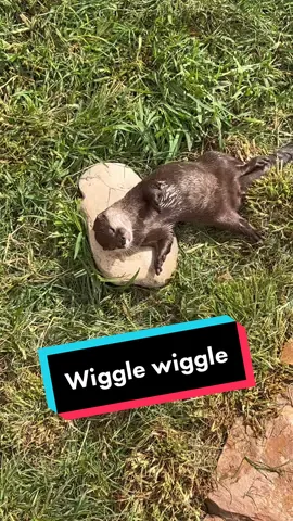 Check out that wiggle! This behavior helps otters keep their fur clean. In fact, many different species of river otters have designated areas on land for drying and grooming their fur! #riverotter #ottersoftiktok #ottertok #otter #fyp #animalcare 