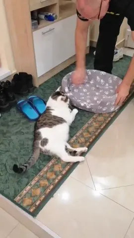 When you want to be good with your cat and buy him a bed and he hates it #cat #cats #catcat #catlover #catsoftiktok #bigboy #hatesbed #fp #fyp #foryou #foryoupage 