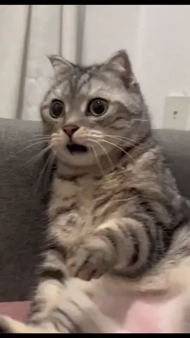 Shocked the cat 😲😲😲#fyp #cute #cat