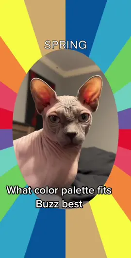 Well?? #PetsOfTikTok #sphynxcat #sphynx #catsoftiktok #catlover #cats  #colorpallete #GenshinImpact34 