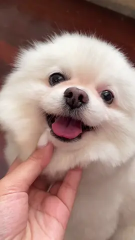 ฮาวทูขนนุ่มฟูแบบพิบี~ #อาหารสุนัข #อร่อย #greattitan #โปรพิเศษ #สัตว์เลี้ยงtiktok #ปอมเมอเรเนียน 