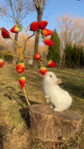 #rabbit #cute