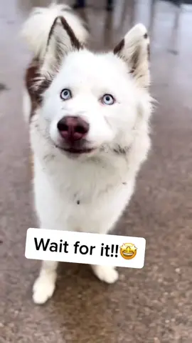 Just a thing of beauty #dogs #dogsofinstagram #dog #dogstagram #puppy #doglover #dogoftheday #instadog #doglovers #doglife #pets #Love #puppylove #puppies #pet #puppiesofinstagram #dogsofinsta #cute #instagram #of #petsofinstagram #dogslife #doggo #animals #ilovemydog #cats #doglove #petstagram #dogphotography #cutedogs 