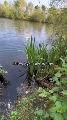 Here Fishy Fishy 🎣 #fyp #foryou #foryoupage #fishing #fishtok #fish #angler #nayzofishing #carpfishing #viral 