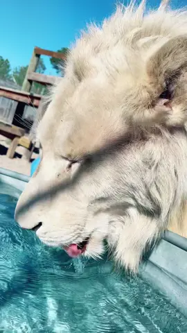 Big sips from Timba #NOTpets #lion #lions #whitelion #whitelions #bigcat #bigcats #cat #cats #stunning #wow #beautiful #amazing #asmr #animal #animals #fl #florida #fyp 