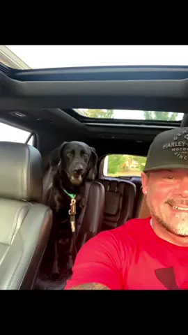 Memphis.. y’all go easy on him ! #fyp #fypシ #fypage #foryoupage #memphis #puppy #lab #harleydavidson #foryou #harley 