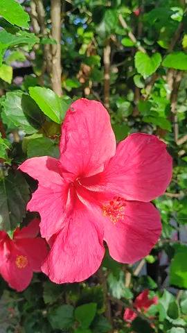 Filipino flowers #travel2023 #filipinos #flowers #боракай #pilipinas #nature #boracayisland #philippines 