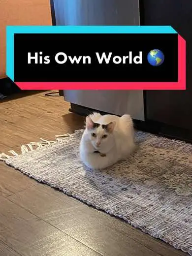 His own world 🌎🥸 #cat #catsoftiktok #melonnfinn #foryou 