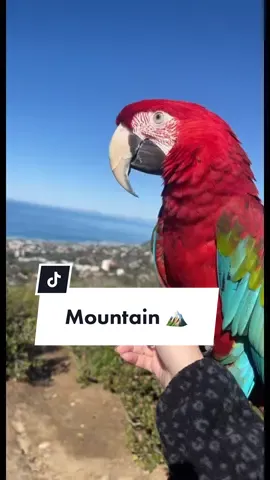 We love San Diego 🏔️☀️🌴🦜. #mountain #hik #adventure #parrot #birds #nature #wildlife #sandiego #macaw #greenwingmacaw #pet #viral 