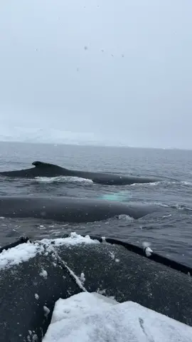 This is the most incredible thing I’ve ever experienced 🐋😱 I was up close and personal with these whales in Antarctica  🇦🇶  #d#drakepassagea#antarcticaa#adventuresbydisneyl#luxurytravelt#traveltiktokw#wanderlustkt@kttwtraveli@disneyparkso@ponantcruisesr@travelleadersnetwork