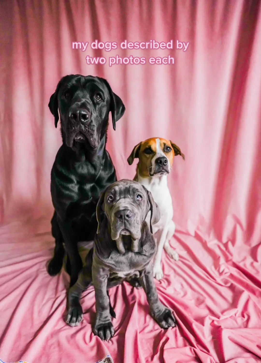 My dogs described by two photos each 😂🥺🤍 #dogmom #cutedogs #dogphotoshoot #funny #mastiff #rottweiler #houndmix #rescuedogs #dogphotographer #dogphotography 