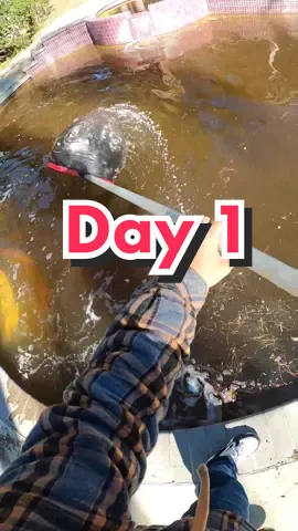 Mud Pool Day 1 #mypoolguyjay #tiktokpoolguy #tiktokpoolpro #poolguy #poolguys #poolmaintenence101 #poolguylife 