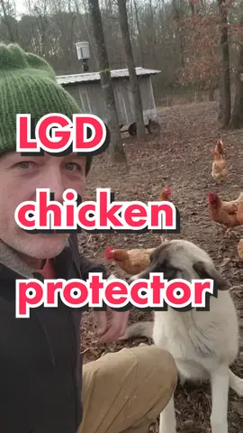 they're gold #livestockguardiandogs #chickens #chickenprotector #farmlife #farmtips 