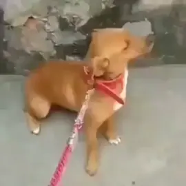 Cachorrinha ressentida não quer passear 😆 até parece gente kkk #cachorrinha #ressentida #viral #petsapeca #caes
