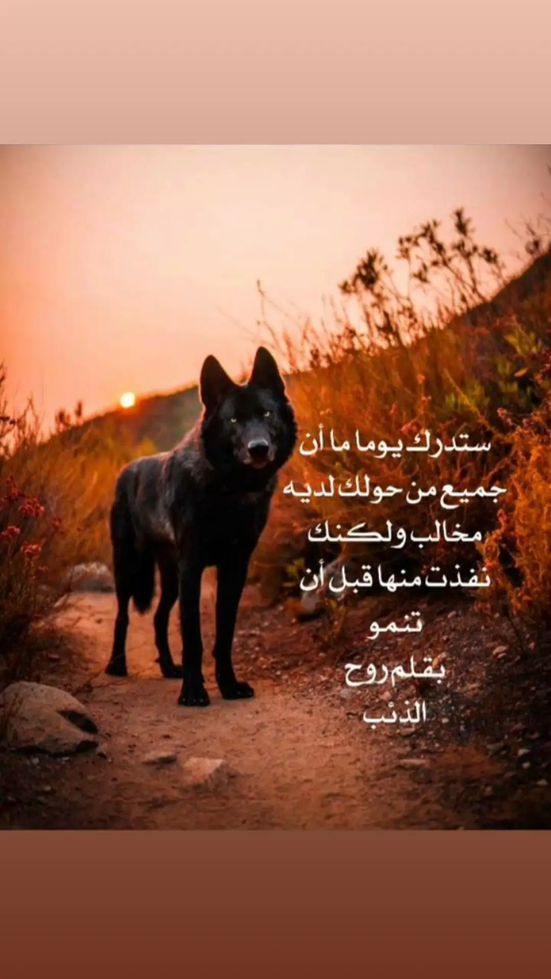منقول من قلم روح الذئب ✍️🙏