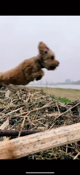 #doodle #dog #toni #düsseldorf 