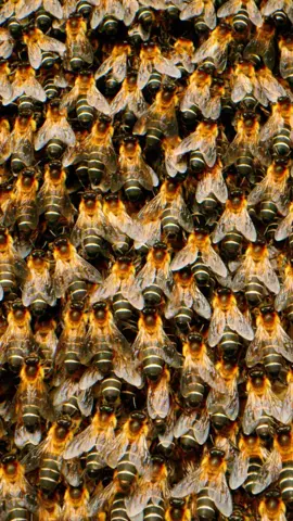 Ever wondered how honey bees stay safe? Wonder no more! #honeybees #bees #wildlife