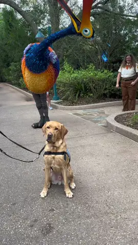 #disneyworld #up #pixar #animalkingdom#servicedog #kevinfromup #dogsoftiktok #dog 